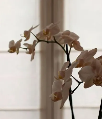 Du Bon Repos アルジュレス・ガゾスト